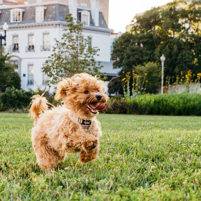Dog running in park