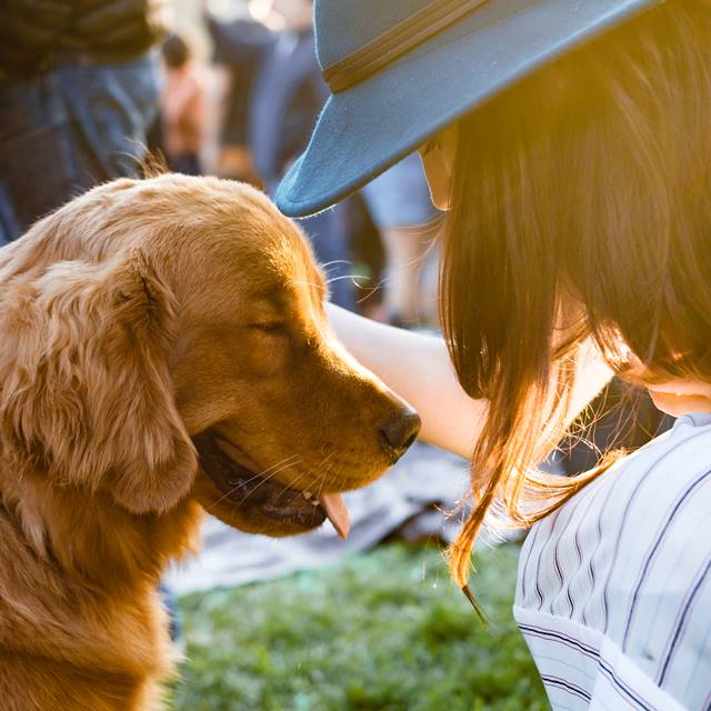 Dog in park being stroked