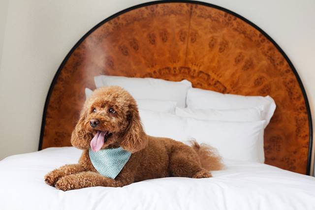 Cute small brown dog on bed with white sheets and a wooden headboard at Lyle DC hotel.