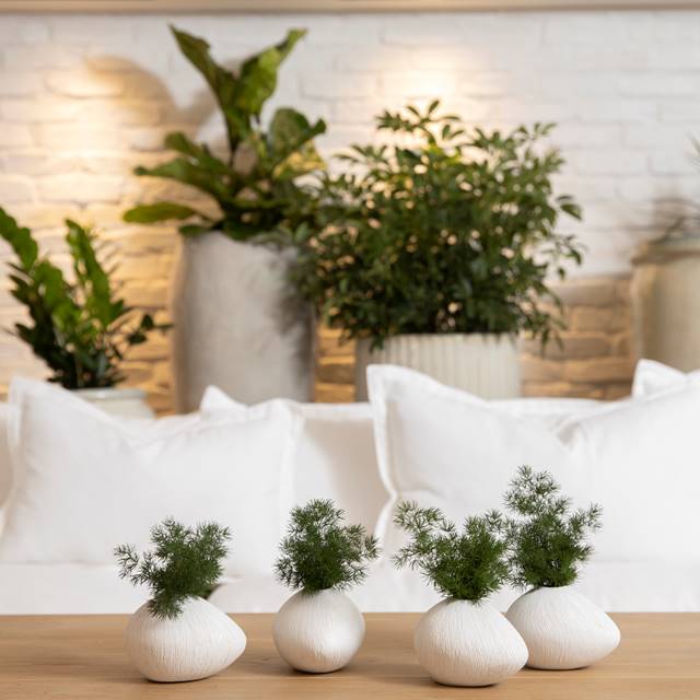 Plants