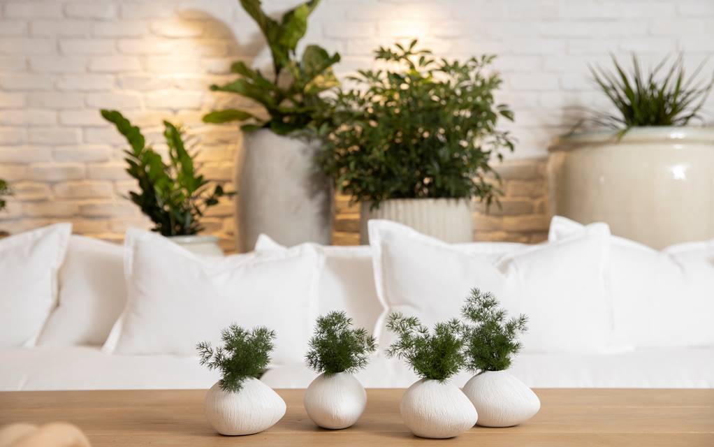 Clusters of plants on the Conservatory tables